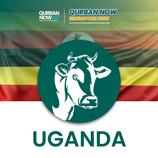 Cow - Uganda